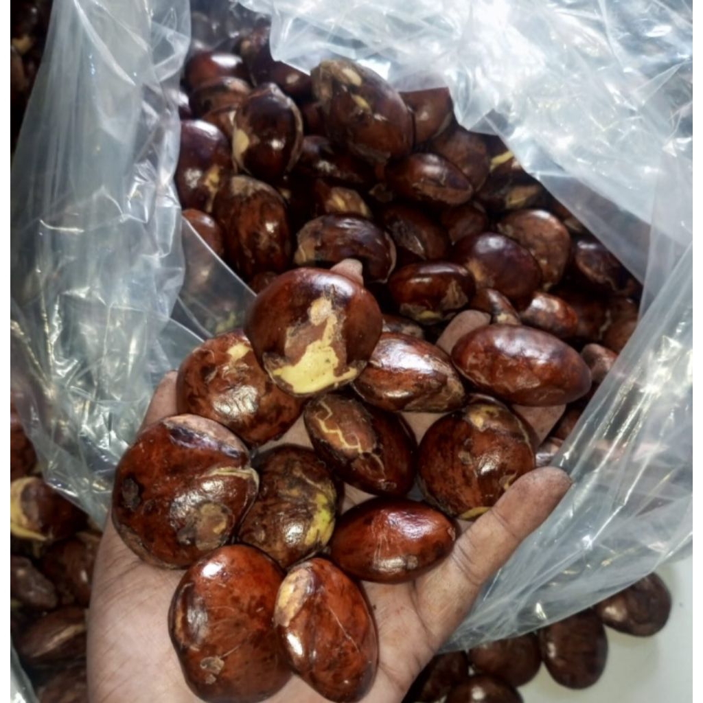 jengkol 1kg