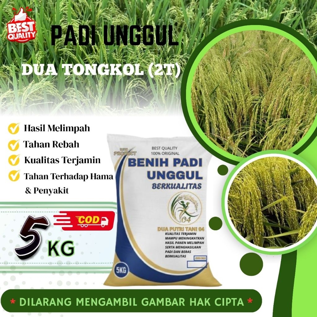 Benih padi unggul 2 TONGKOL kemasan 5Kg