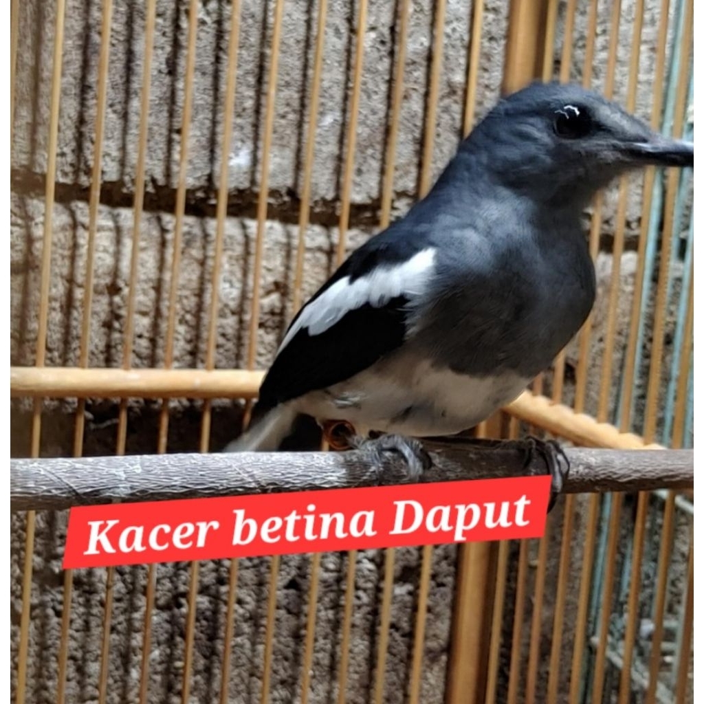 kacer betina dada putih ternak dewasa