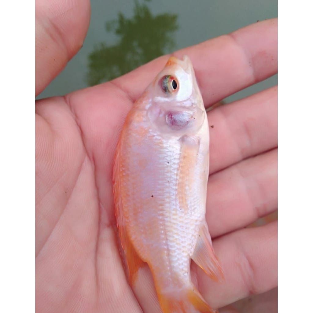 bibit ikan nila merah super bangkok ukuran 3jari