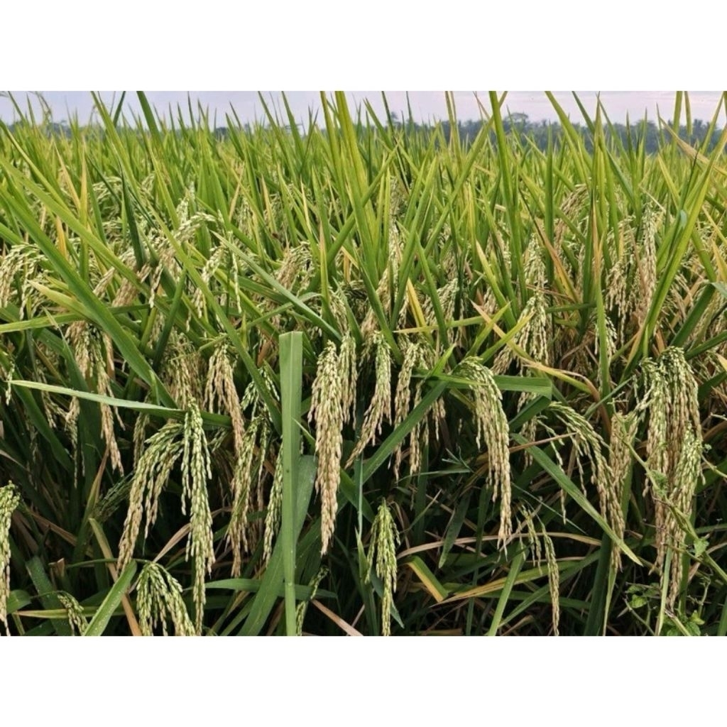 BENIH PADI UNGGUL MR66 KEMASAN 5kg