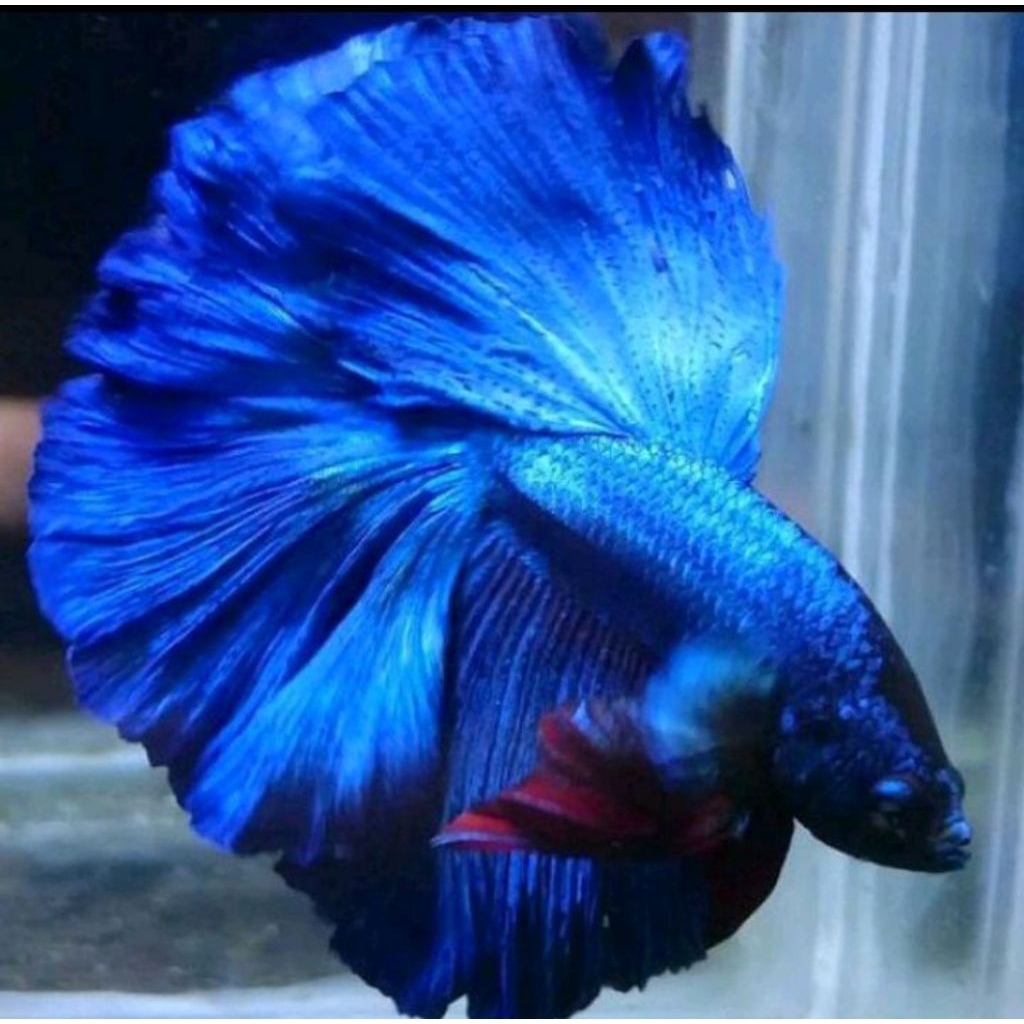 Plastik Halfmoon BlueSolid Male Size M termurah Gratis Pakan