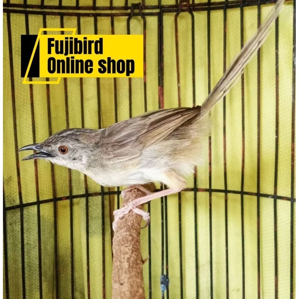 CIBLEK GUNUNG JANTAN/CIGUN