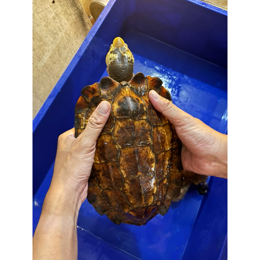 kura yuwonoi sepasang