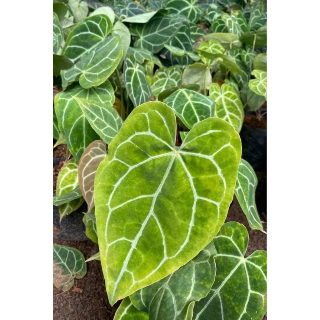 Tanaman Hias MURAH Kuping Gajah Mini - Anthurium Crystallinum Rimbun