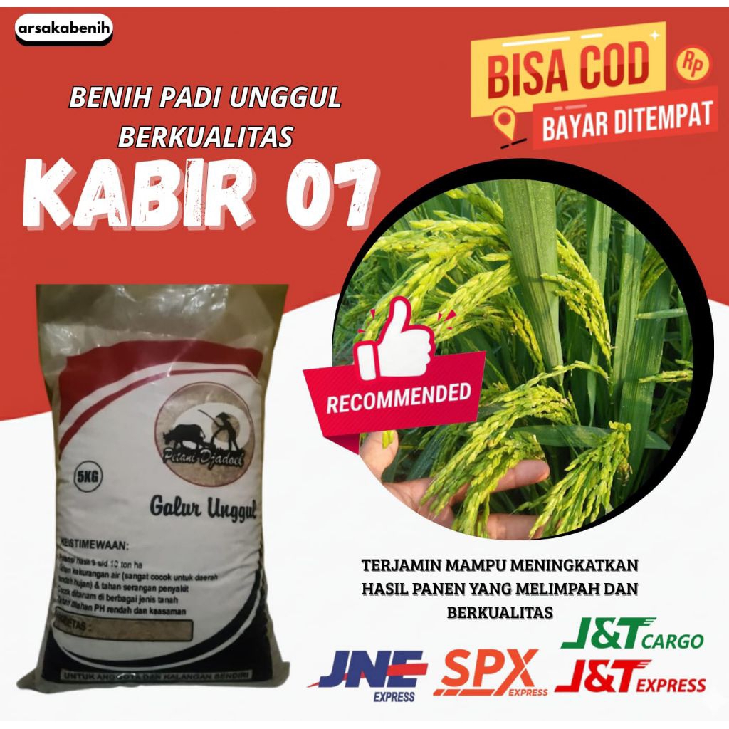 benih padi unggul Kabir 01 kemasan 5kg benih padi Kabir 01