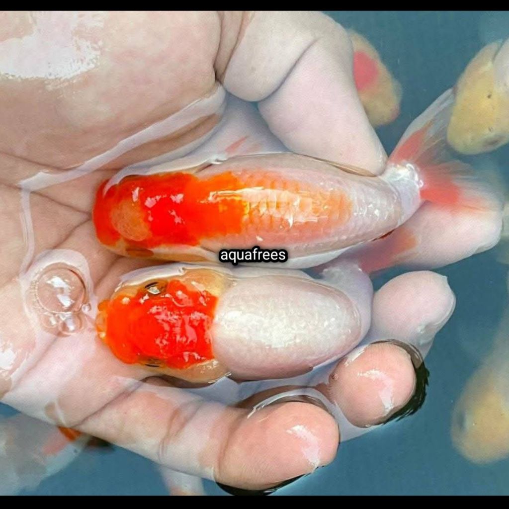 promo rancu rw termurah