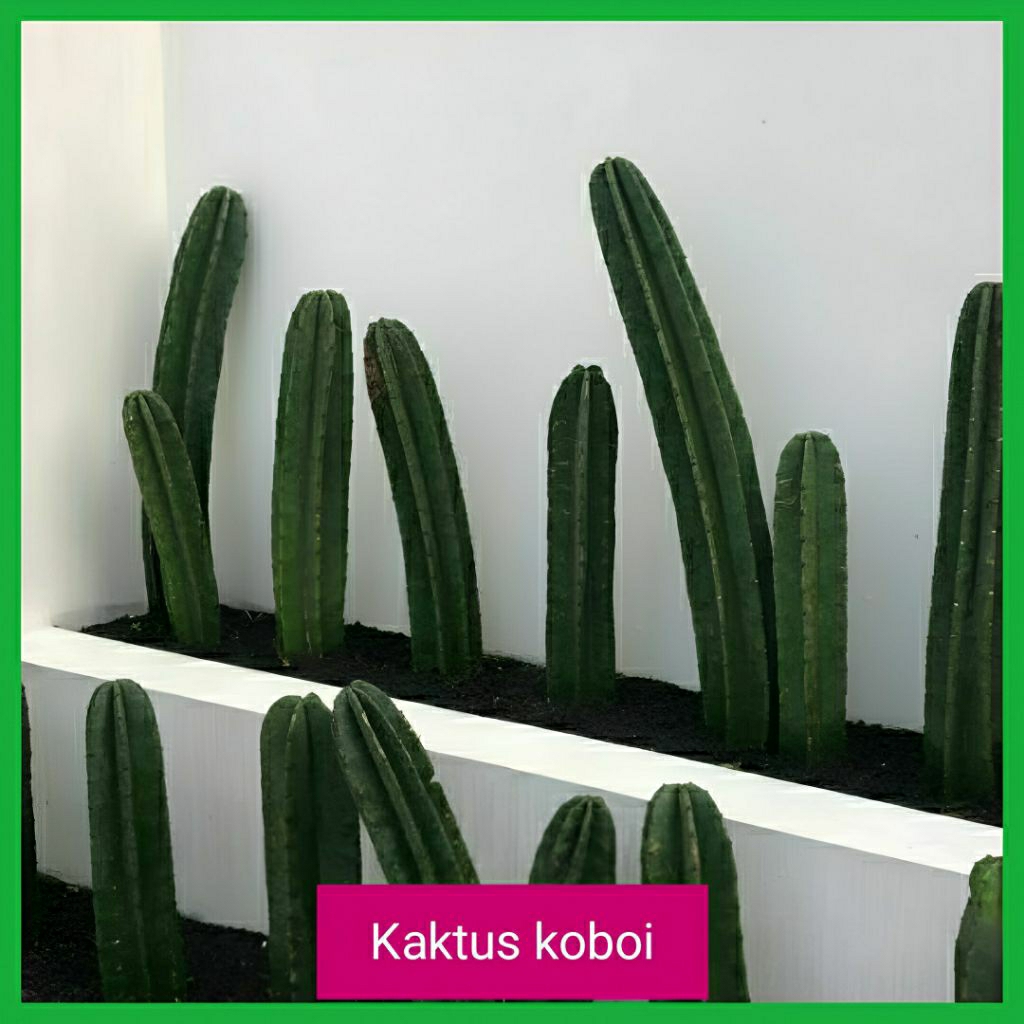 Tanaman Kaktus Koboi - Kaktus Koboi Tanpa Duri Tinggi ±30cm