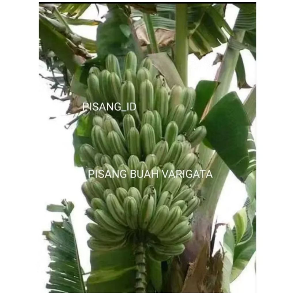 PROMO Bibit Pisang Buah Varigata Kualitas Unggul Cepat Berbuah Manis