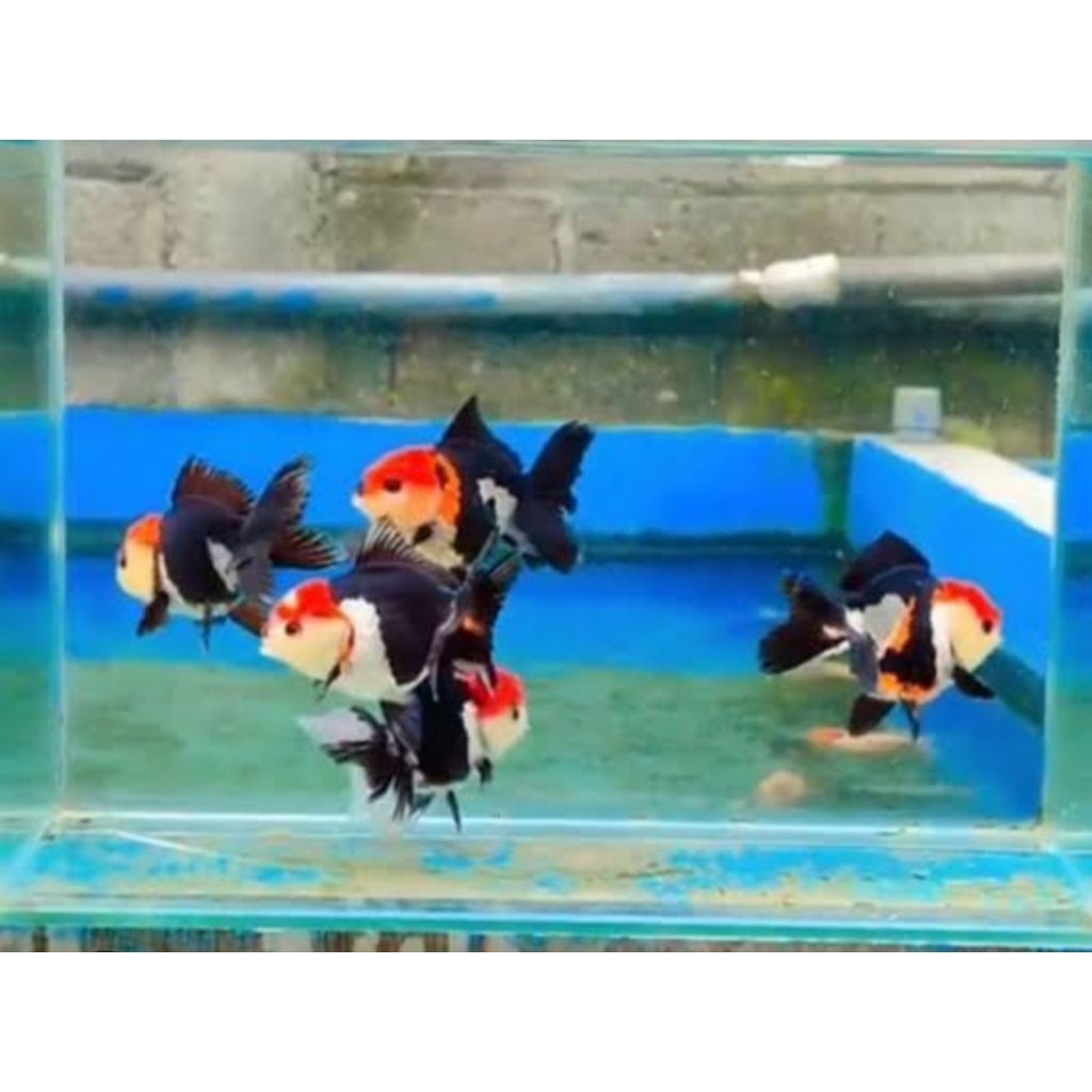 koki panca warna dekorasi akuarium air tawar