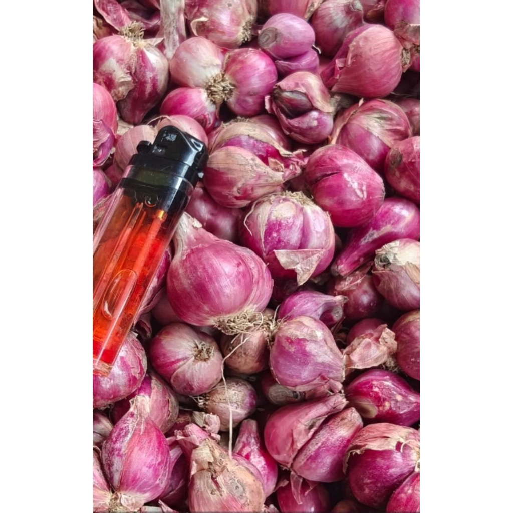 bawang merah / brambang