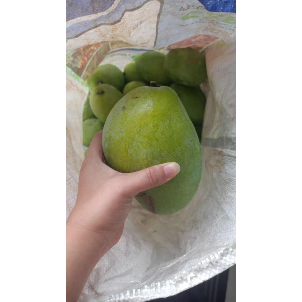 mangga muda indramayu asli