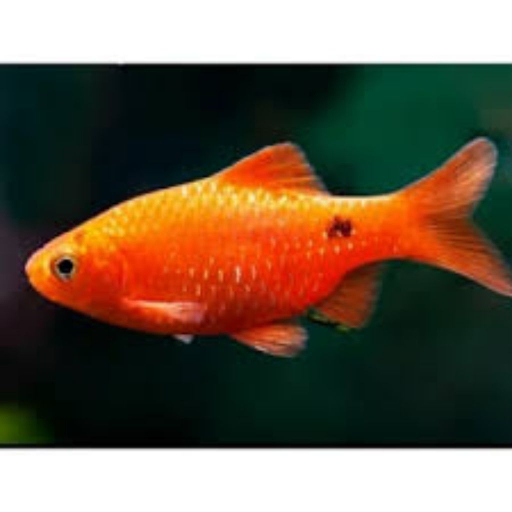 ikan alam Golden barb/Ruby barb hiasan akuarium