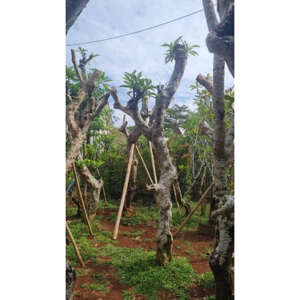 Pohon kamboja besar fosil murah