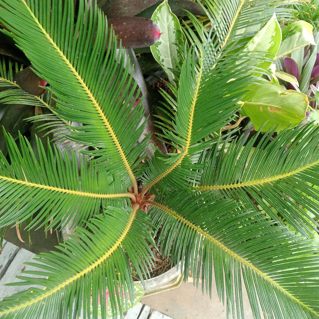 tanaman hidup pakis haji