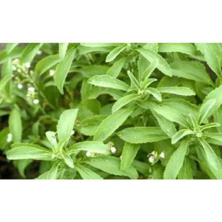 TERMURAH - Bibit Stevia Terunggul