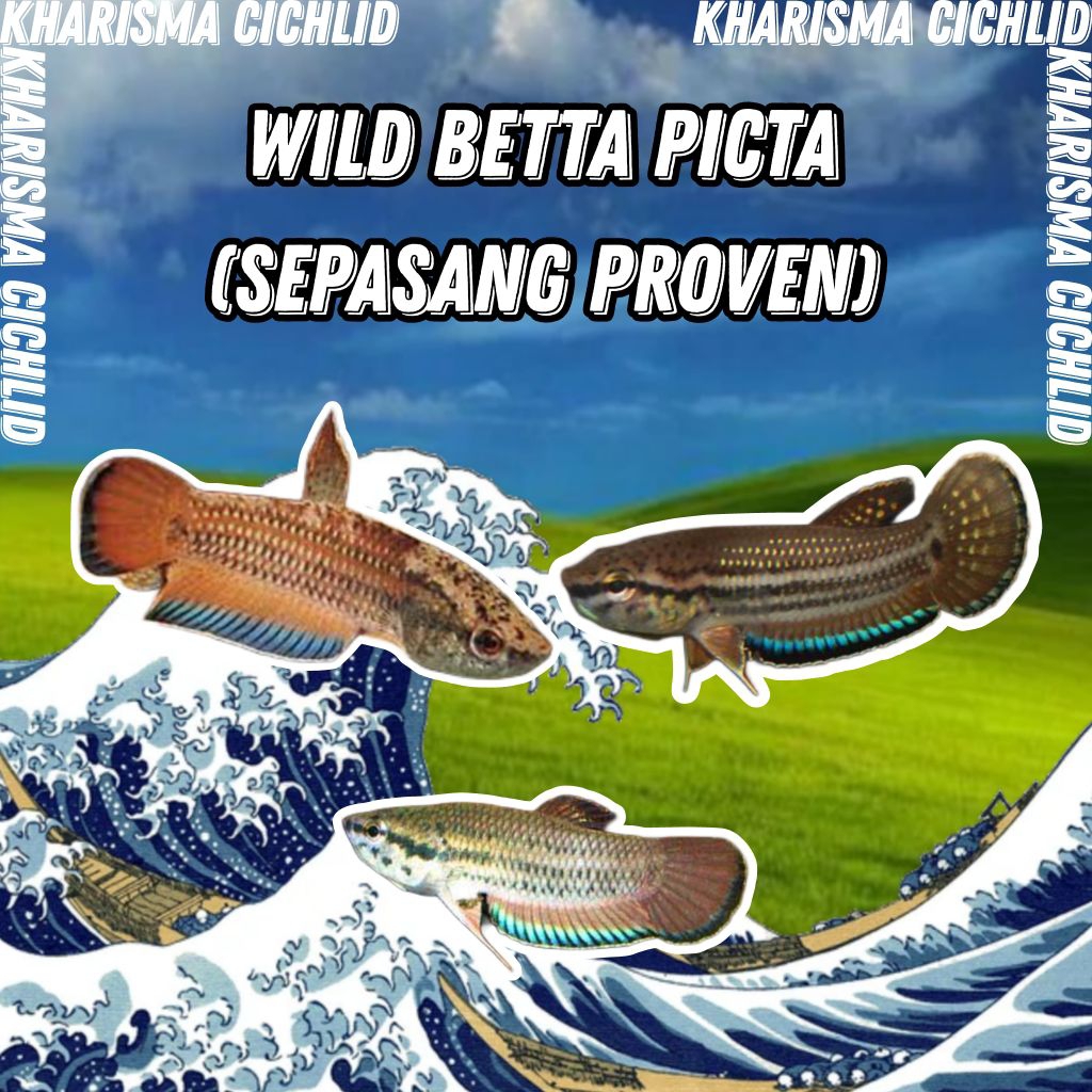 Wild Betta Picta Pair Proven ( Sepasang Pernah Bertelur ) Spotted Betta