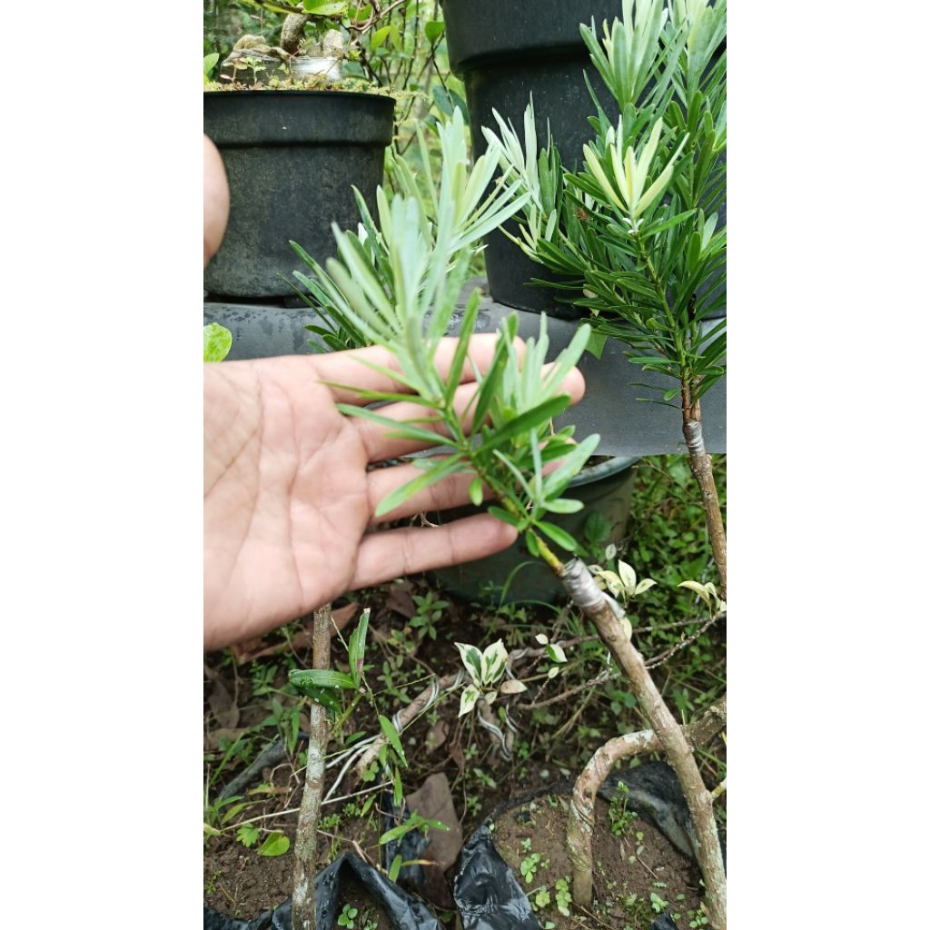 entres lohansung silver, blue ice, lohansung, entres