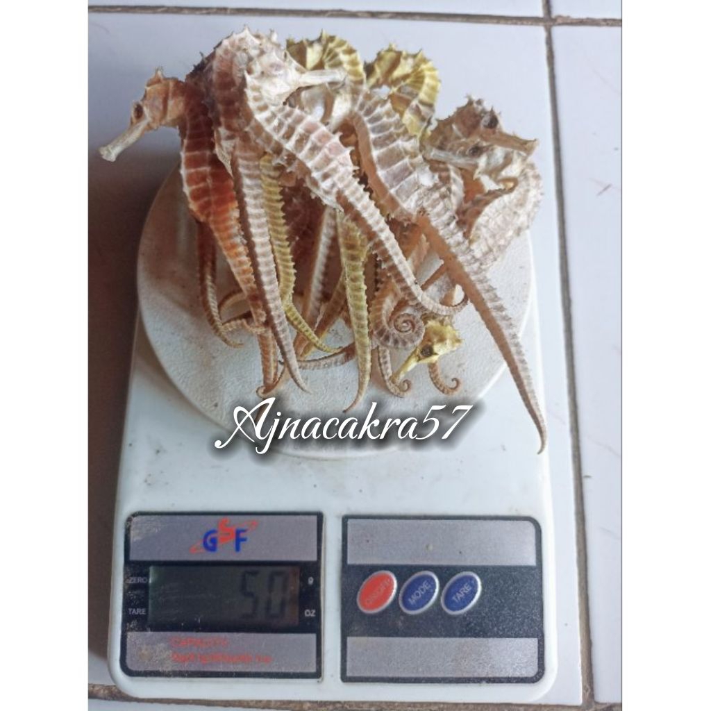 kuda Laut Kering ukuran 8cm-15cm 100% original 50gram