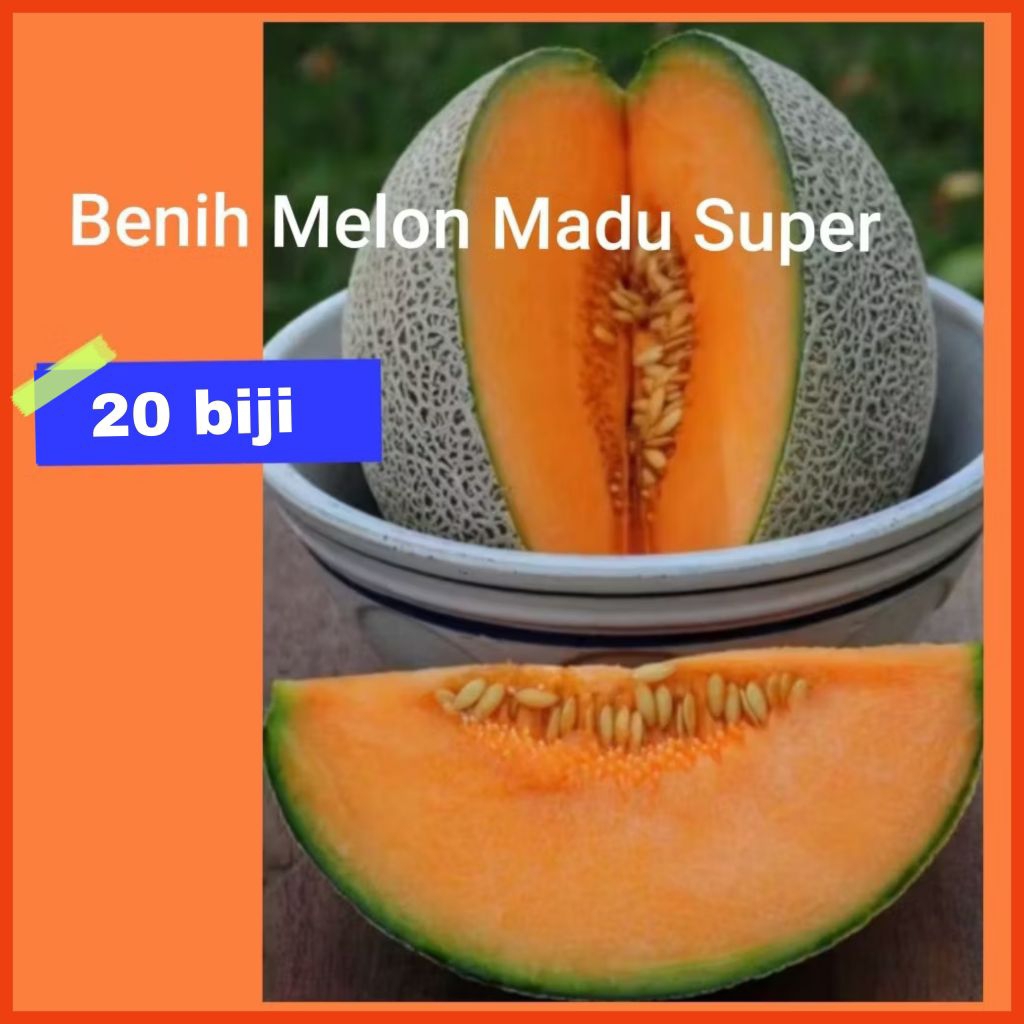 Benih Melon Madu Super Manis (20 biji)