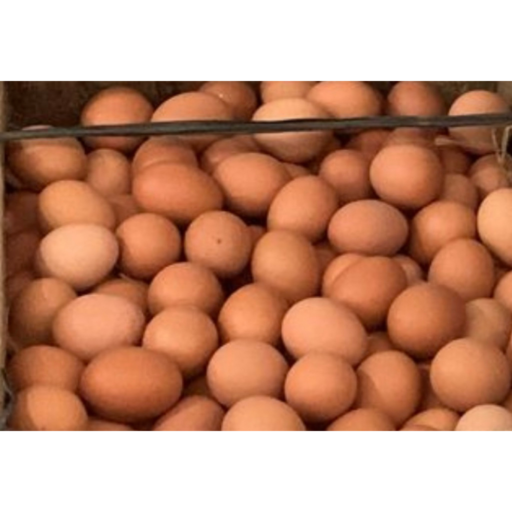 telur ayam negeri 1kg