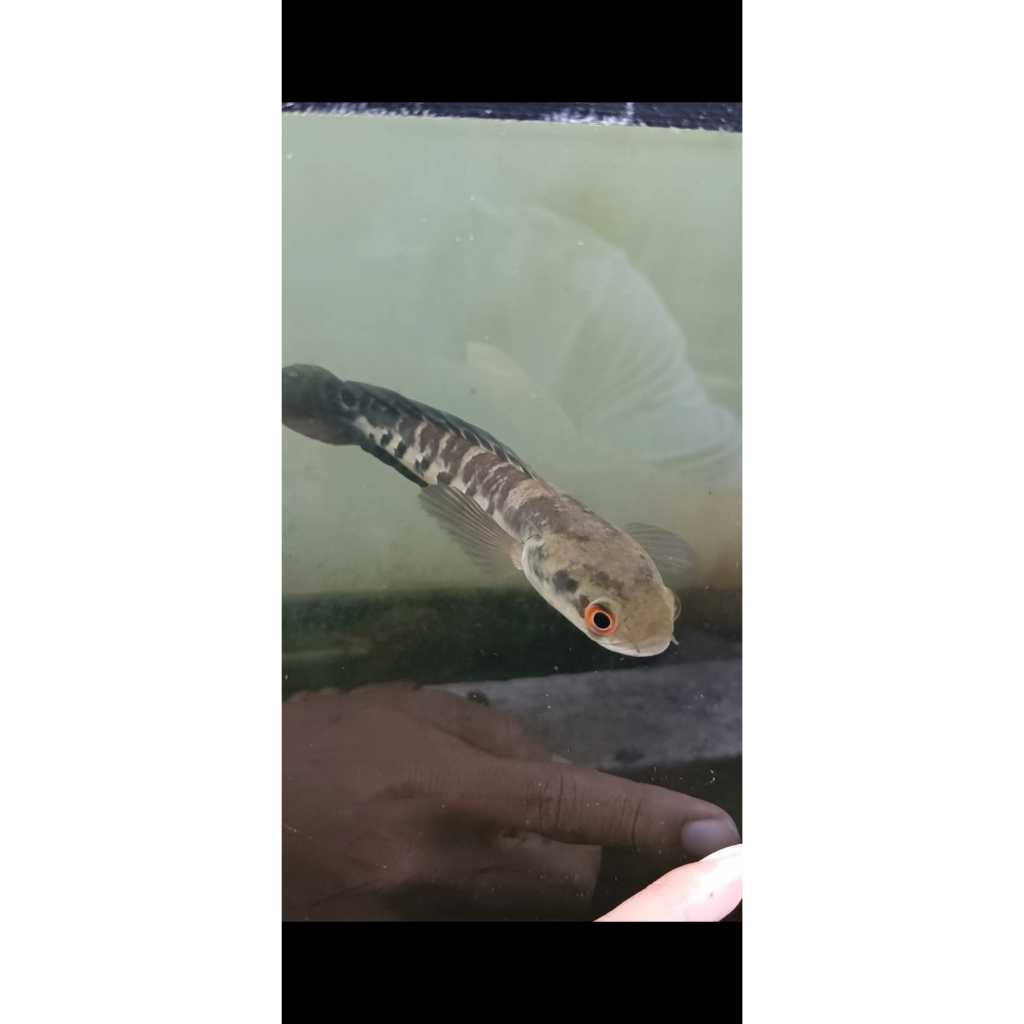 CHANNA YS 5-6 CM 10 EK (SEROK RANDOM)