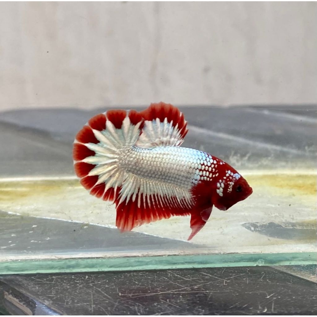 (PROMO) Plakat Male Red Fancy FCCP Red Head Original StarTail