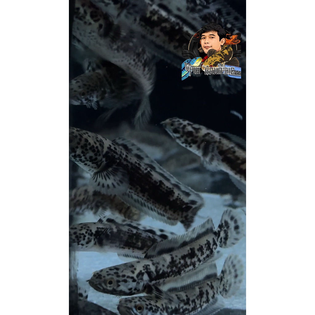 Extract Ketapang ( Limbata Granite )