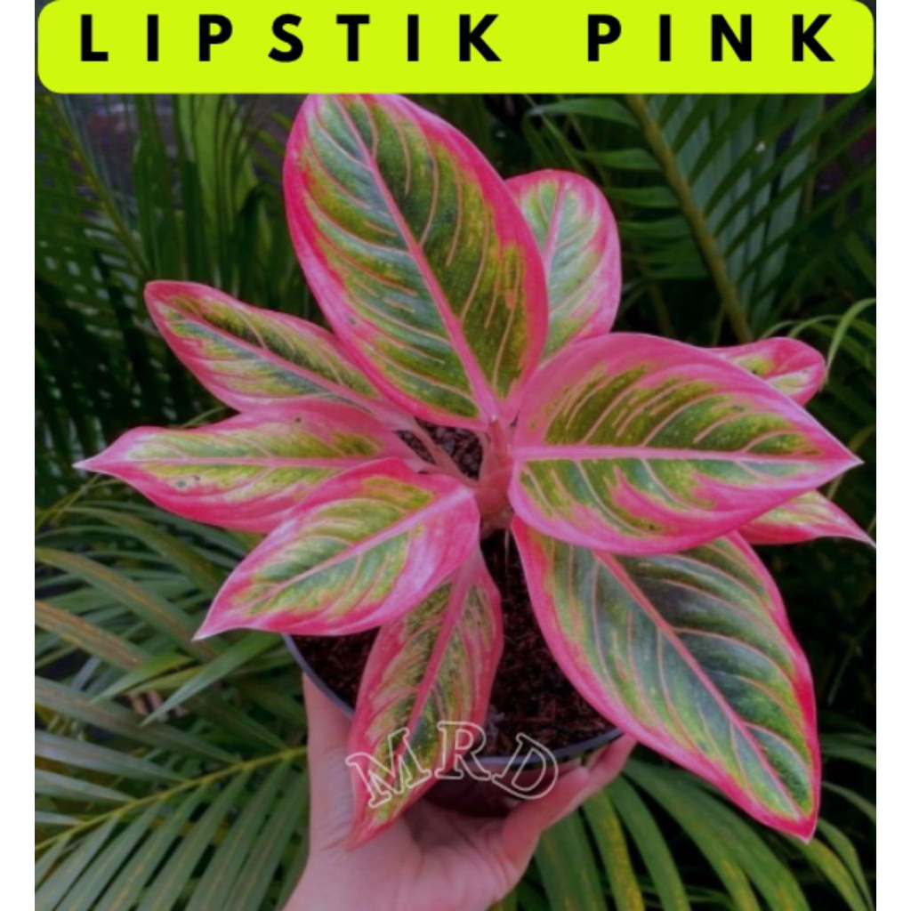Tanaman Hias Aglonema Lipstik Pink Klasik Pohon Hias Klasik Aglonema Lipstik Ping