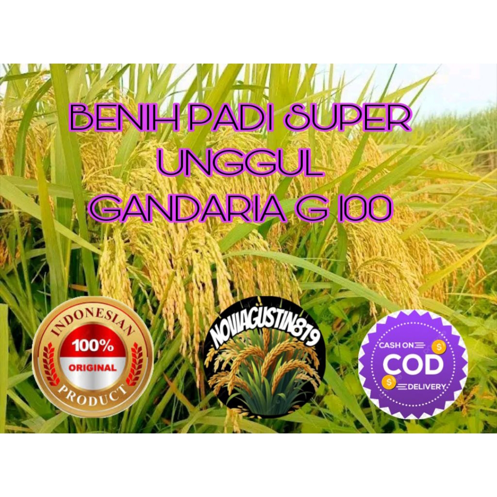 BENIH PADI SUPER UNGGUL GANDARIA G100 KEMASAN 5 KG