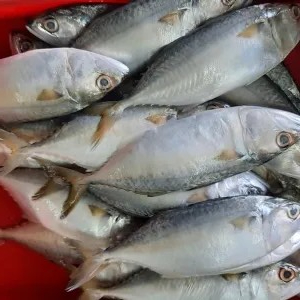 Ikan Kembung Banjar