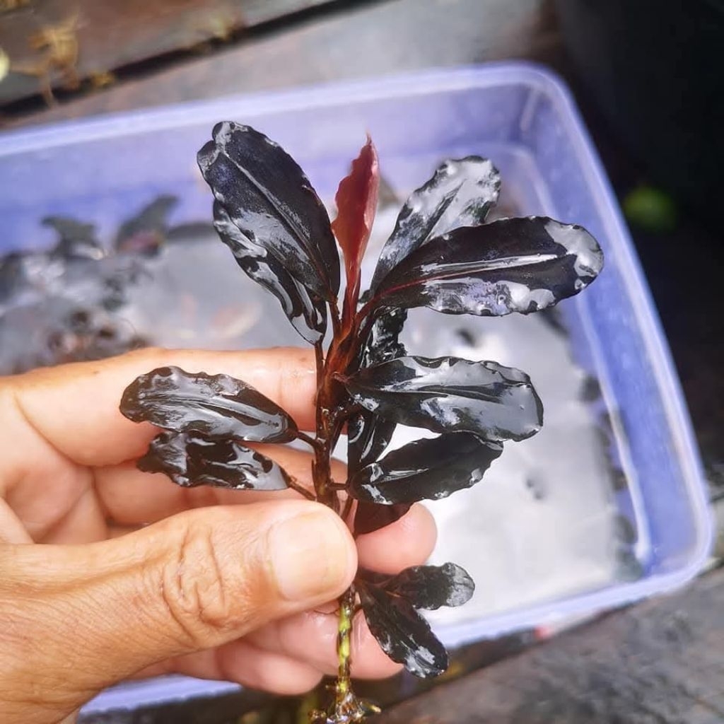 Bucephalandra Mirabelle Tanaman Akuarium Aquqscape Paludarium