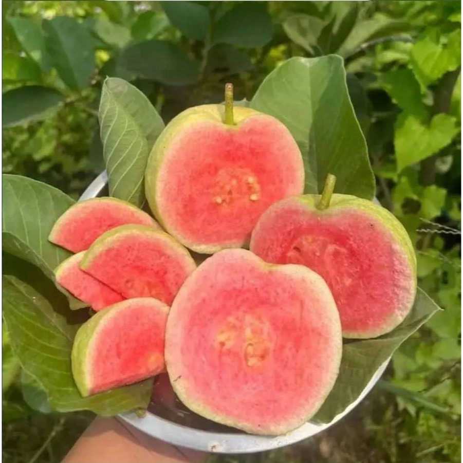jambu kristal merah | 500 gr | 1kg | jbp_fresh