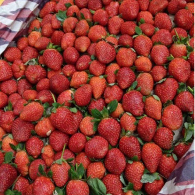 (KHUSUS PENGIRIMAN INSTANT/SAMEDAY)Buah Strawberry Kelly Bandung 1KG /STOBERI 1KG MURAH/ Stroberi Fr