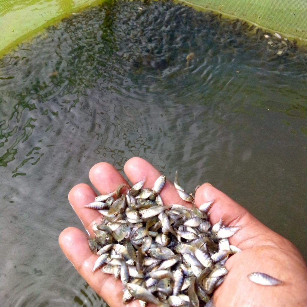bibit ikan nila nirwana ukiran 2-3 isi 1.000 ekor