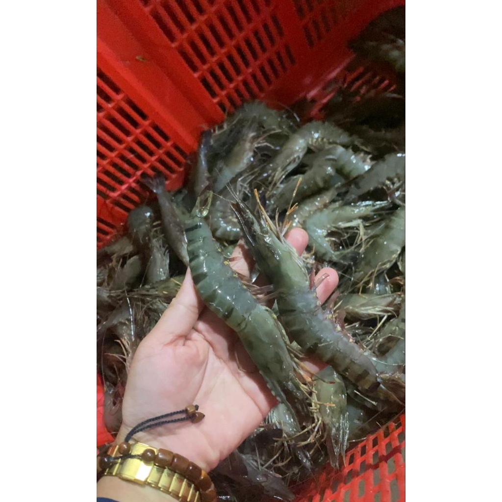 udang windu size 30-32 fresh Frozen
