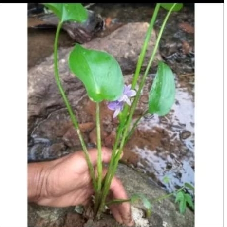 BIBIT ECENG SAWAH,BUKAN ECENG GONDOK