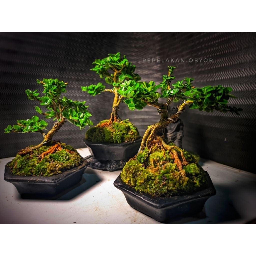 Bonsai Mini Sancang Premna Microphylla ORIGINAL Sudah Siap Pajang Plus Pot Bonsai Cantik Serta Moss 