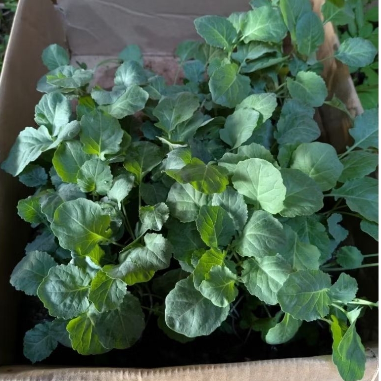 100 Pohon Bibit Brokoli Hijau Siap Tanam - Bibit Tanaman Hidup