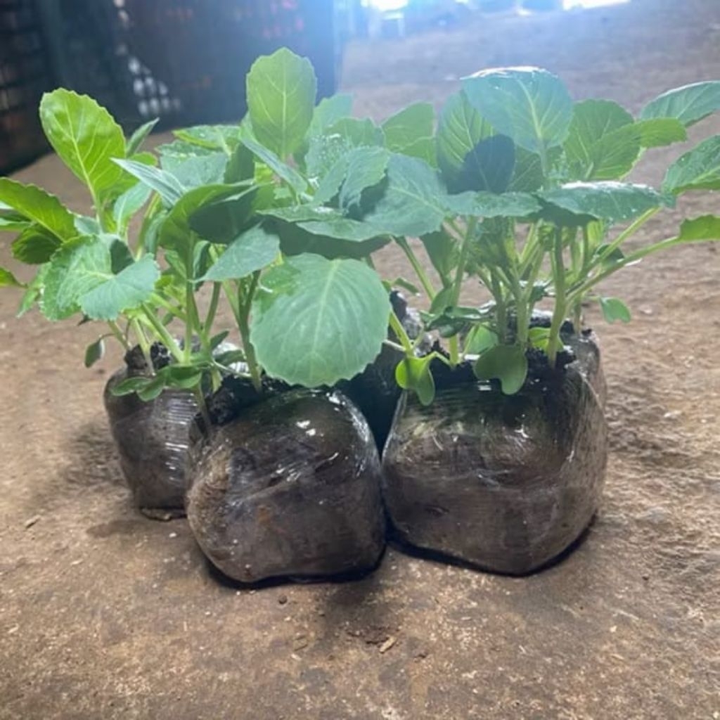 Paket 30 Pohon Bibit Brokoli Hijau Siap Tanam - Bibit Tanaman Hidup