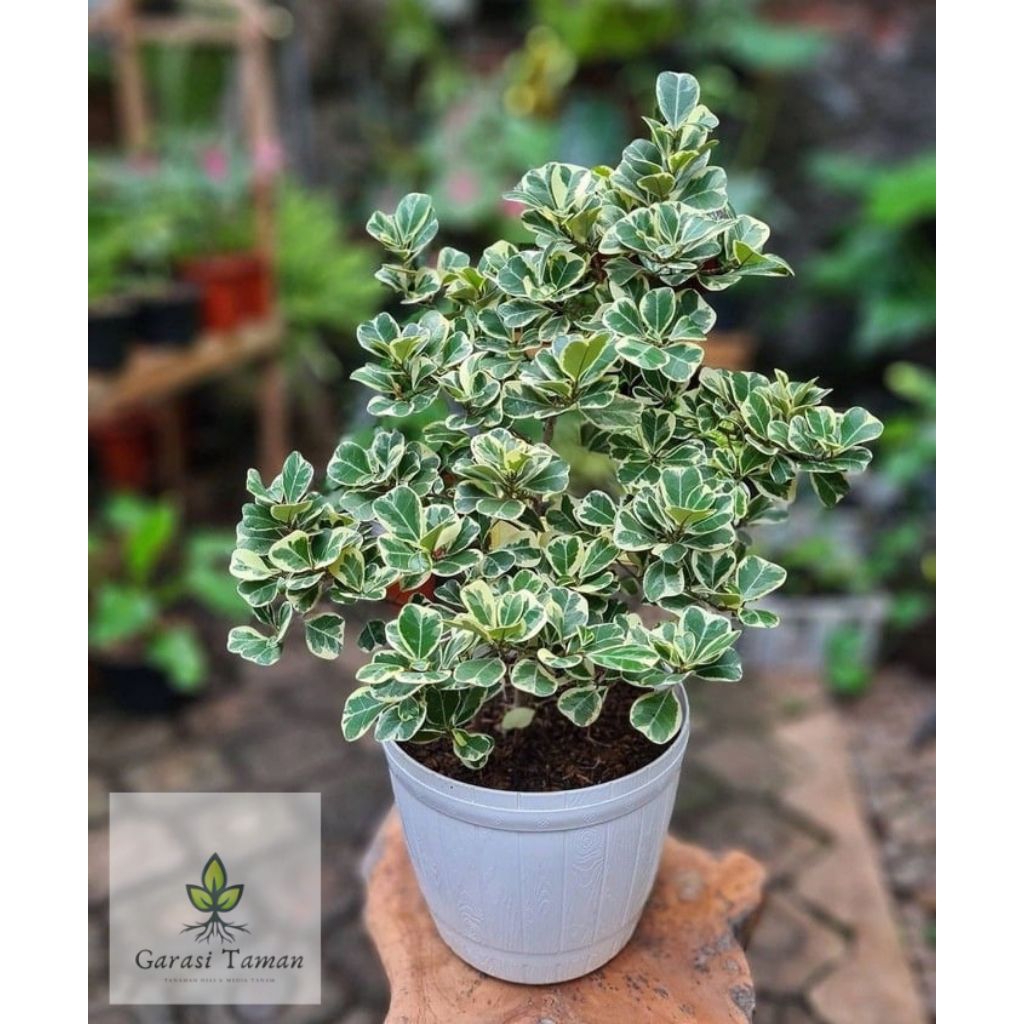 Beringin kupu kupu varigata