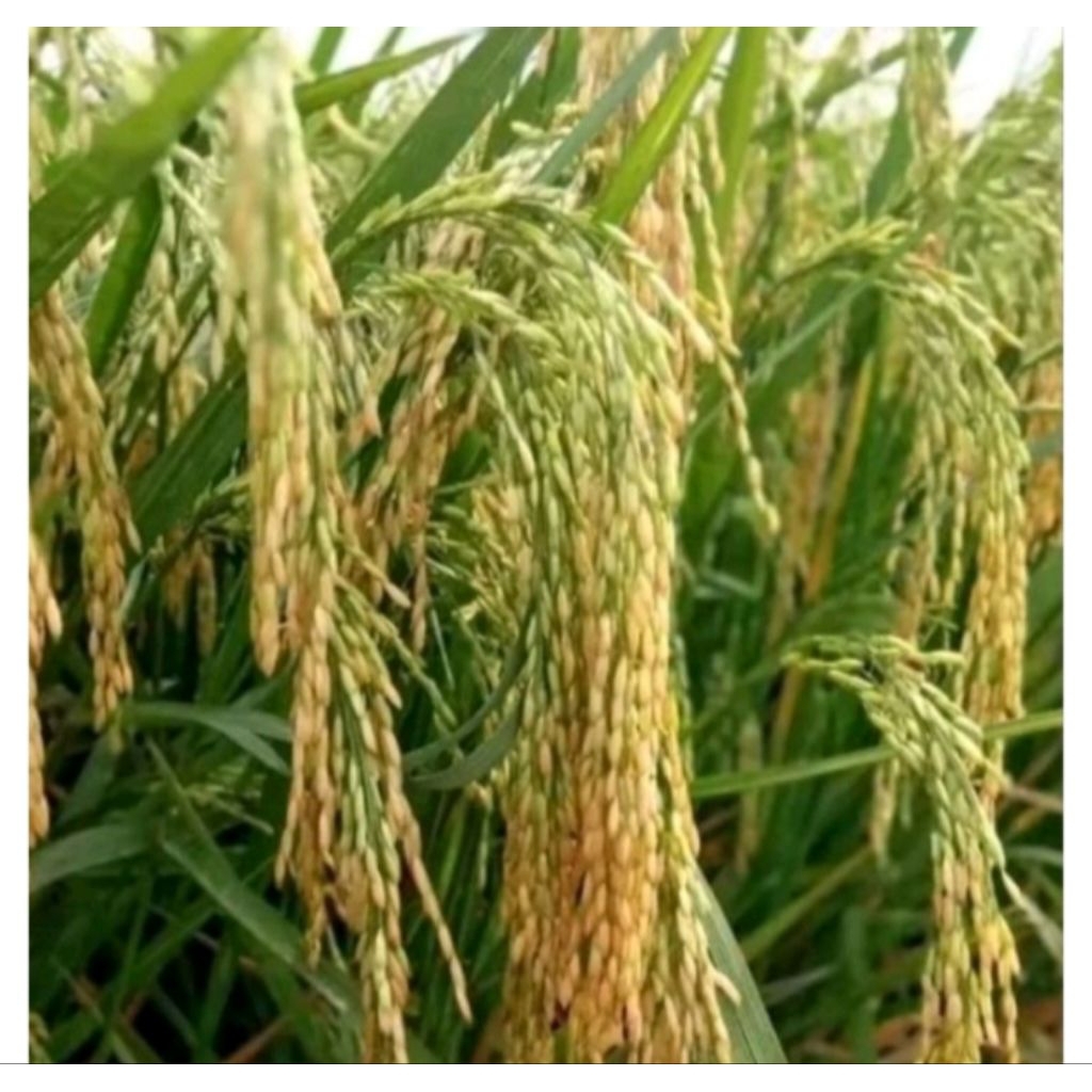 BENIH PADI BERKUALITAS HIBRIDA BRIDANTARA 8 KEMASAN 1KG