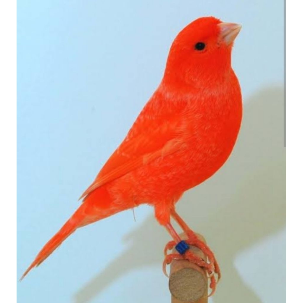 Telur fertil Kenari Red intensif ( BELI 1 GRATIS 1 )100% siap menetas