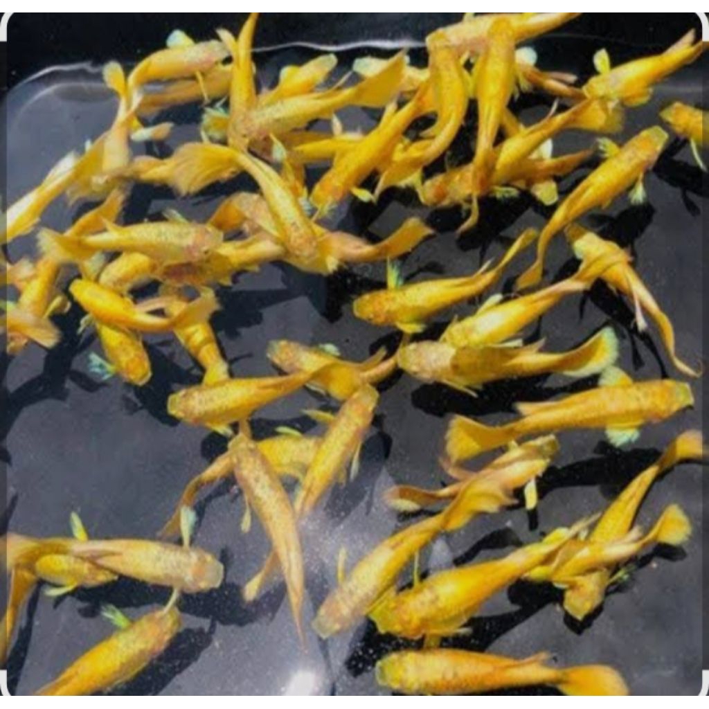 GUPPY_FULL_GOLD_1_pasang_jantan&betina