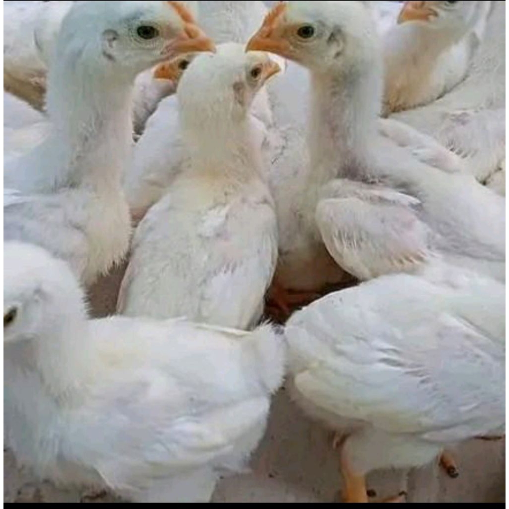 Ayam pelung putih anakan 10ekor