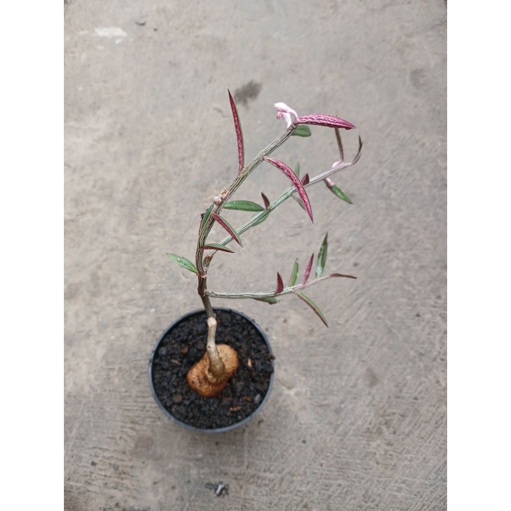 Monandenium Rubelum Caudex