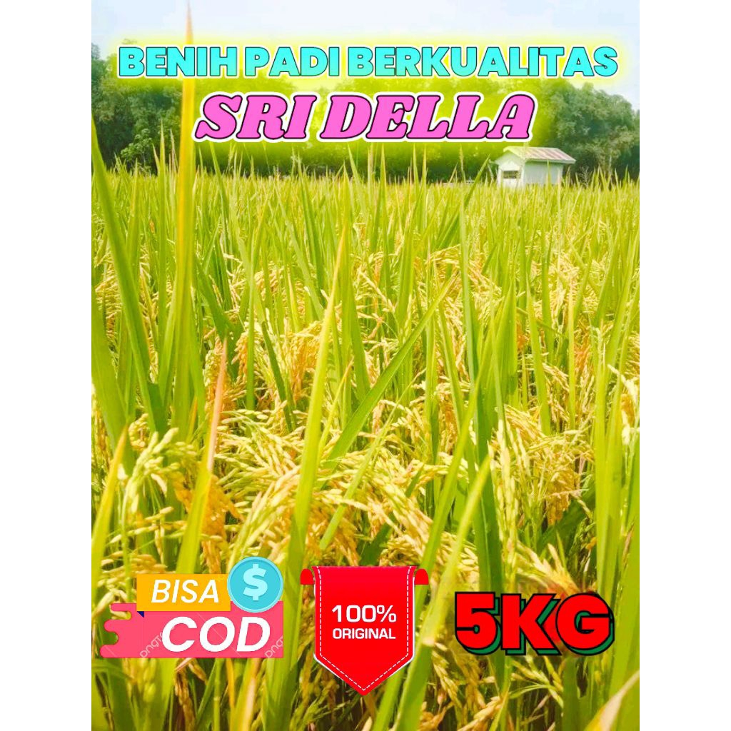 BENIH PADI BERKUALITAS SRI DELLA KEMASAN 5KG