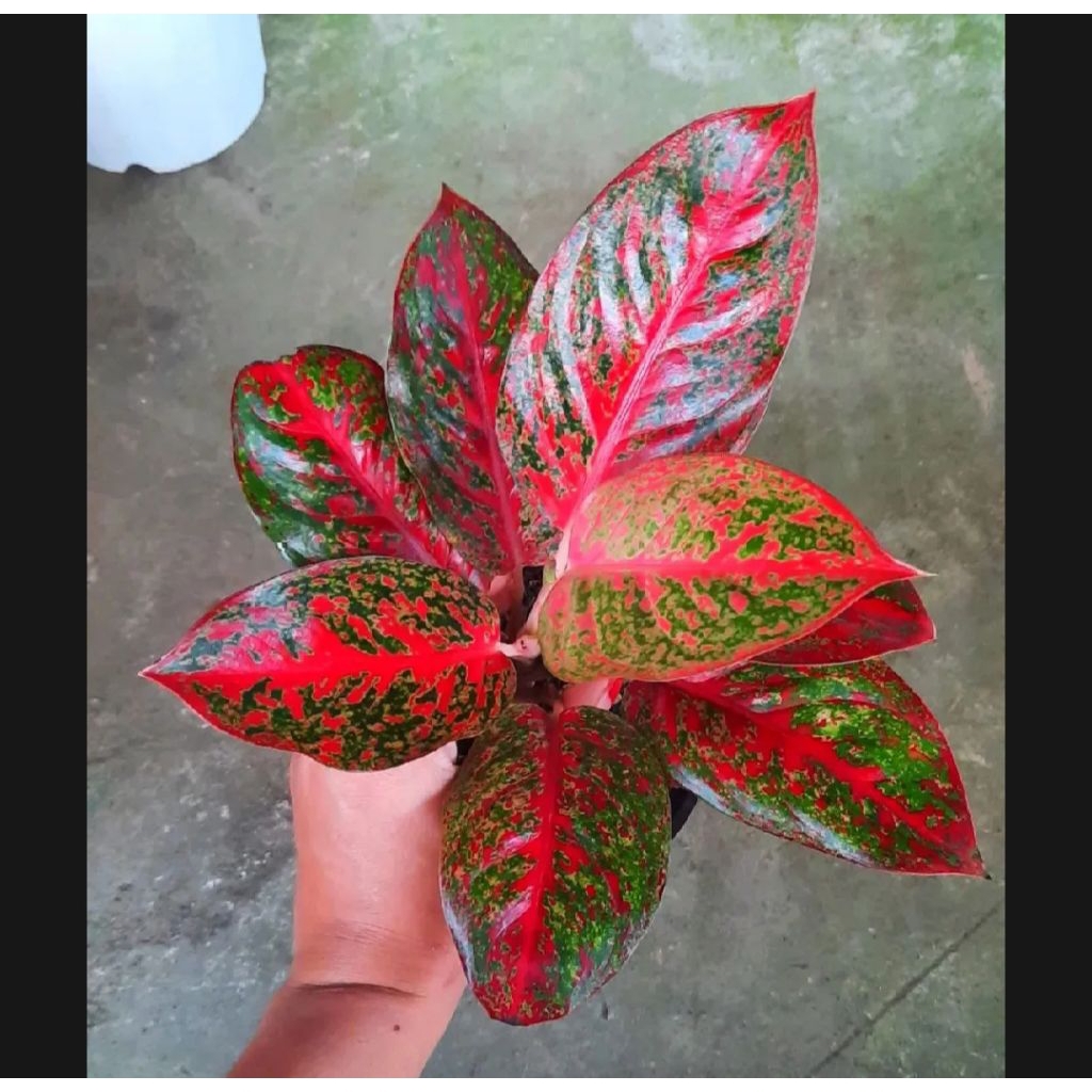 Aglonema Red Stardust jumbo
