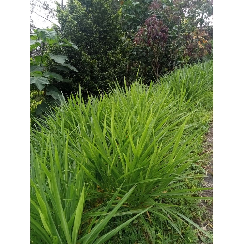 ready bibit tanaman odot pakan domba/sapi dan kambing tanaman odot