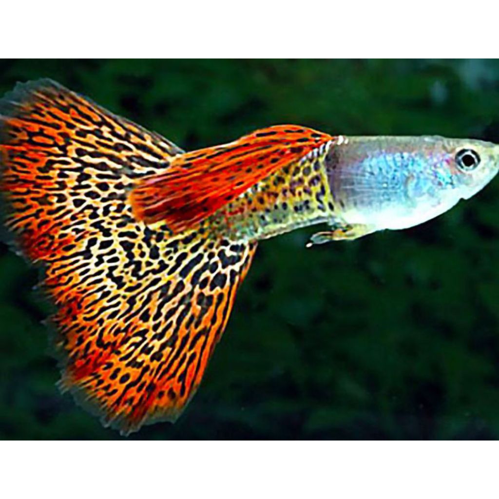 hiasan aquarium ikan guppy metal redlace sepasang indukan